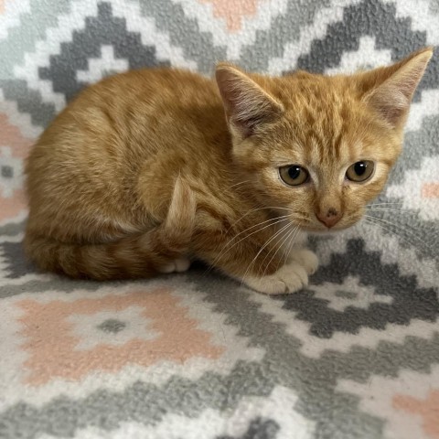 Tabasco, an adoptable Domestic Short Hair in Wadena, MN, 56482 | Photo Image 2