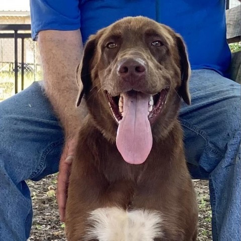 Brodi, an adoptable Great Pyrenees, Chocolate Labrador Retriever in Wadena, MN, 56482 | Photo Image 1