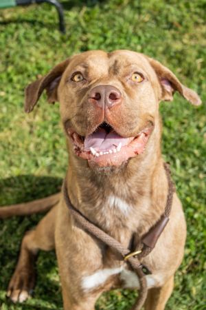 Gwinny is an absolute catch dog-friendly cat-friendly and kid-friendly She is a wonderful dog ve