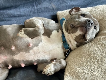 GrapeVine - IN FOSTER
