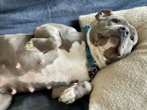 GrapeVine - IN FOSTER, Adult Female Mixed Breed
