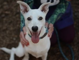 Cinco Blanco will absolutely melt your heart Hes such a precious puppy less then a year old and 3