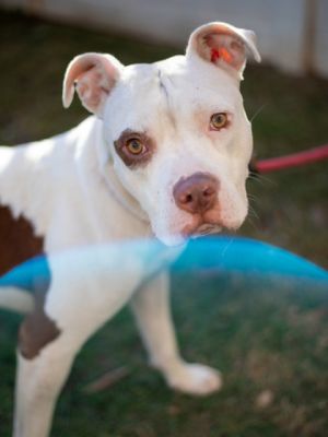 Dollface is aptly named for her adorable permanent puppy face even though shes 2 years old Shes