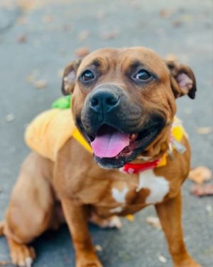 Clarabella- IN FOSTER Mixed Breed Dog