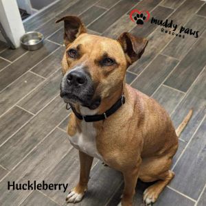 Huckleberry