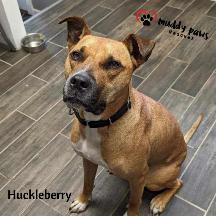 Huckleberry 1