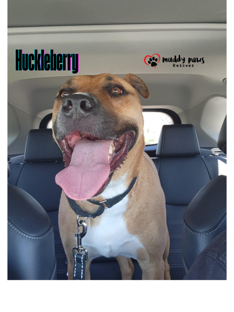 Huckleberry, an adoptable Boxer, Pit Bull Terrier in Council Bluffs, IA, 51503 | Photo Image 1