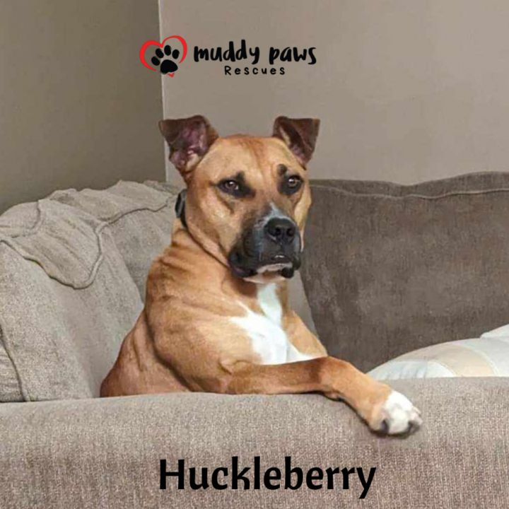 Huckleberry 2