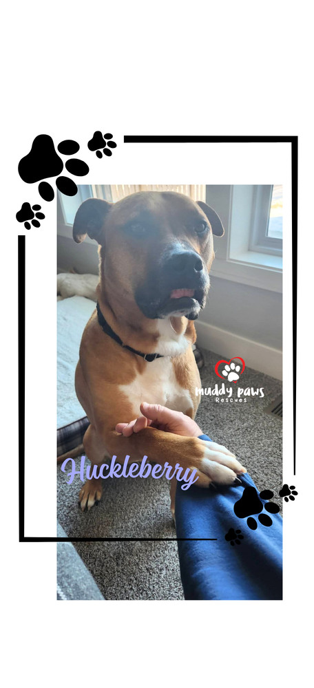 Huckleberry