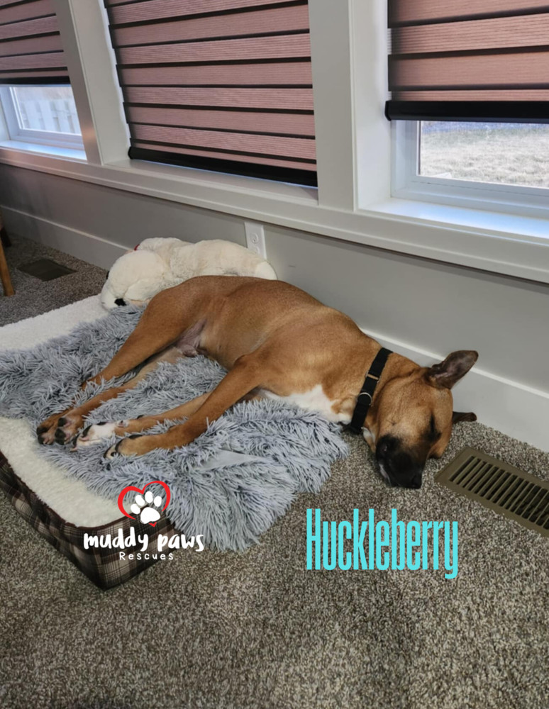 Huckleberry, an adoptable Black Mouth Cur, Mixed Breed in Council Bluffs, IA, 51503 | Photo Image 2