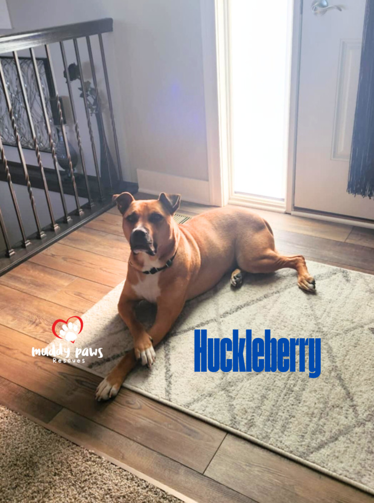 Huckleberry, an adoptable Black Mouth Cur, Mixed Breed in Council Bluffs, IA, 51503 | Photo Image 3