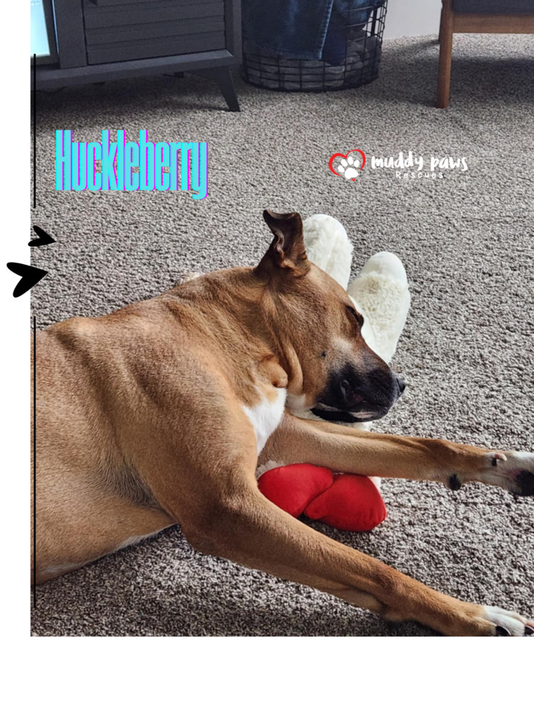 Huckleberry, an adoptable Black Mouth Cur, Mixed Breed in Council Bluffs, IA, 51503 | Photo Image 4