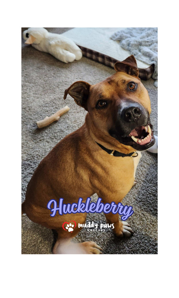 Huckleberry, an adoptable Black Mouth Cur, Mixed Breed in Council Bluffs, IA, 51503 | Photo Image 5
