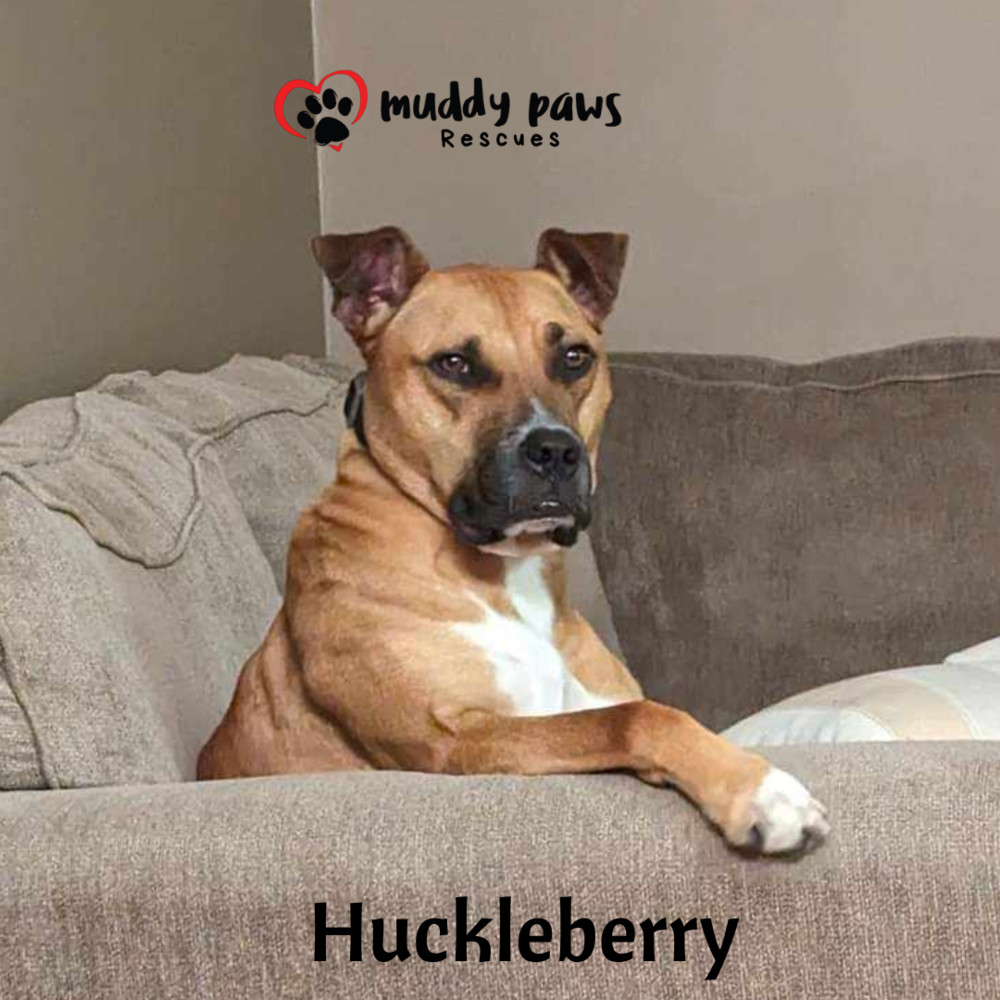 Huckleberry, an adoptable Black Mouth Cur, Mixed Breed in Council Bluffs, IA, 51503 | Photo Image 6