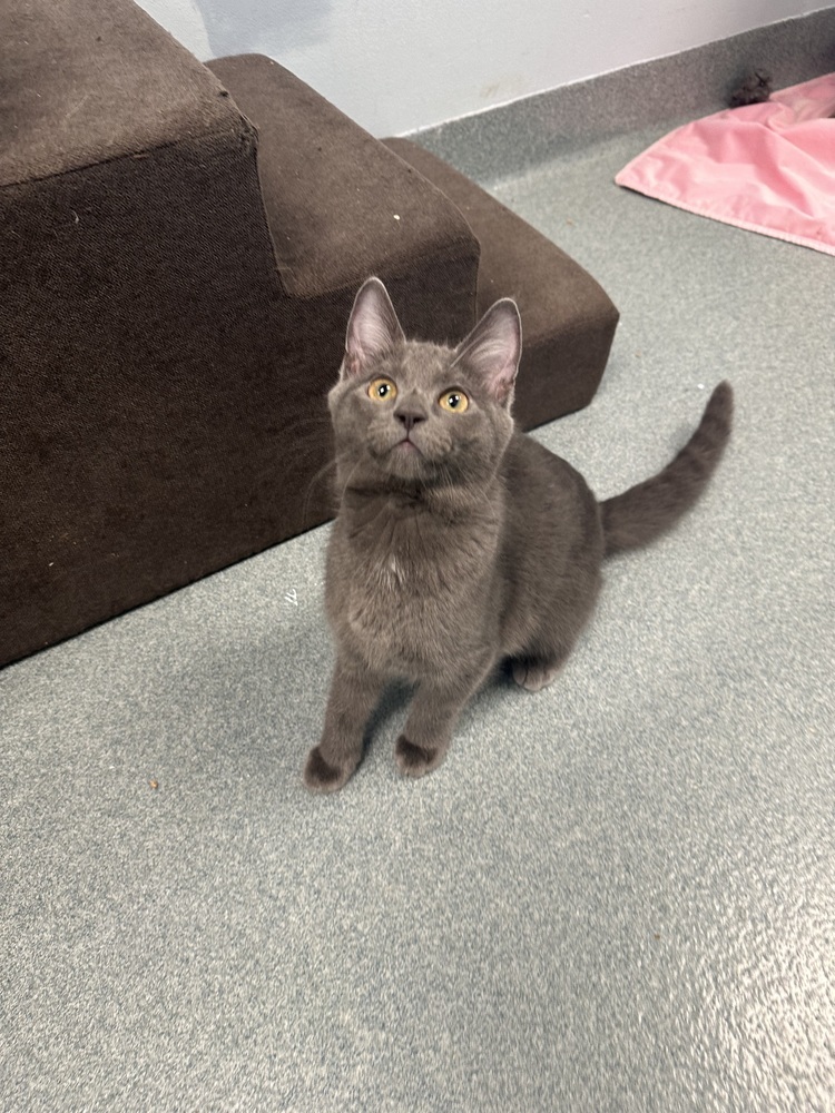 Austin, an adoptable Domestic Short Hair in Trenton, ME, 04605 | Photo Image 1