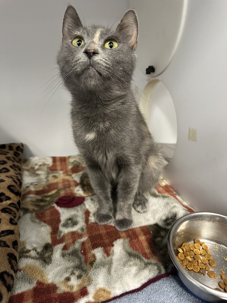 Ember, an adoptable Domestic Short Hair in Trenton, ME, 04605 | Photo Image 1