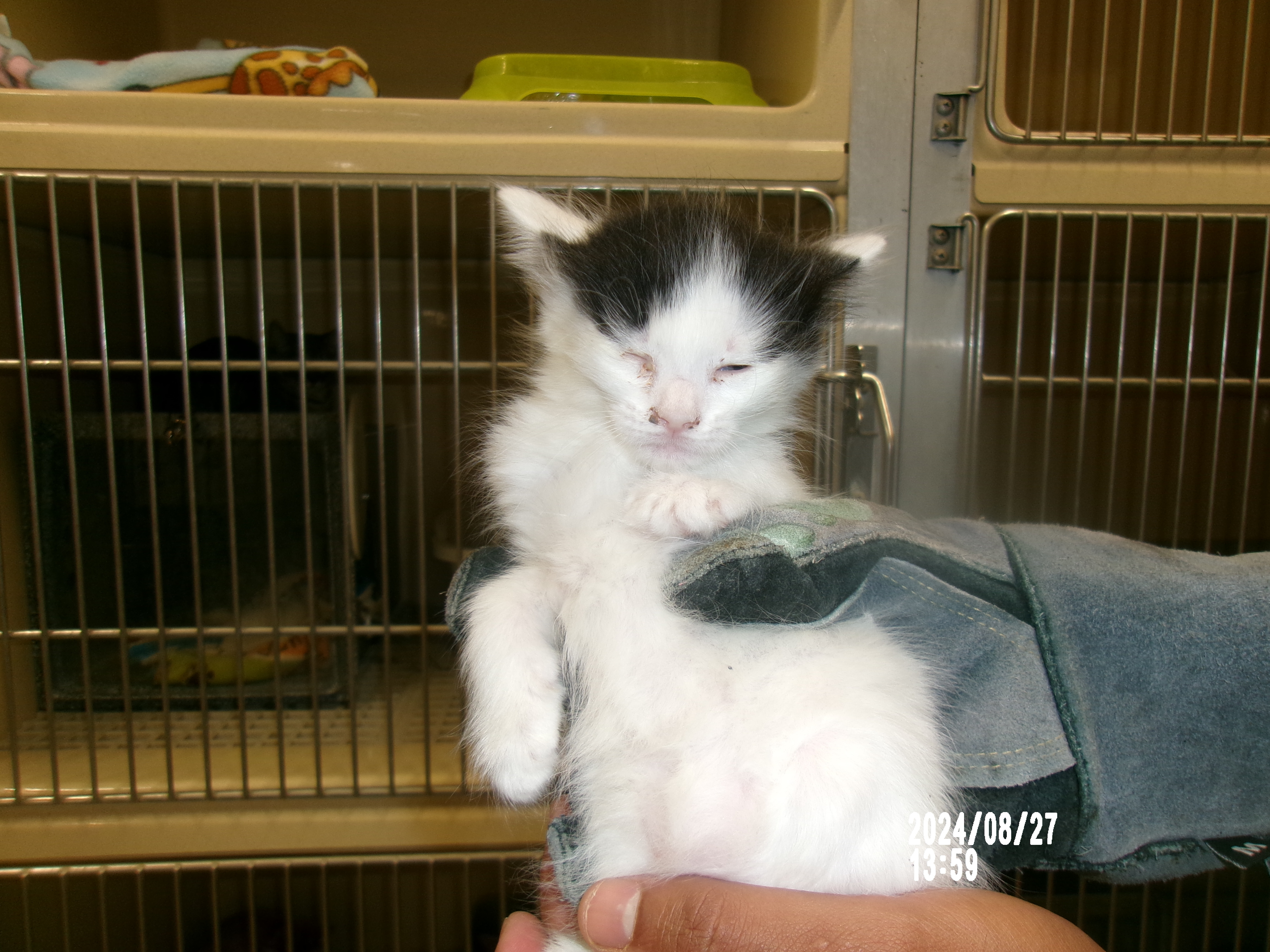 Exotic, an adoptable Domestic Short Hair in Clovis, NM, 88101 | Photo Image 1