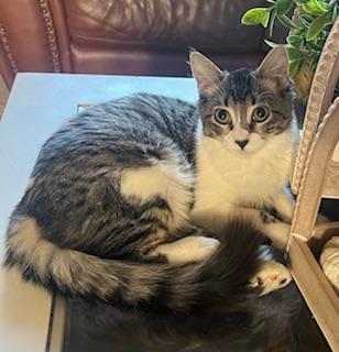 Bella rose, an adoptable Tabby in Parlier, CA, 93648 | Photo Image 1