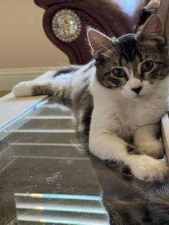 Bella rose, an adoptable Tabby in Parlier, CA, 93648 | Photo Image 2
