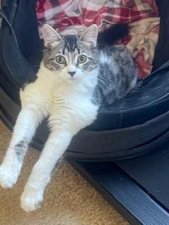 Bella rose, an adoptable Tabby in Parlier, CA, 93648 | Photo Image 3