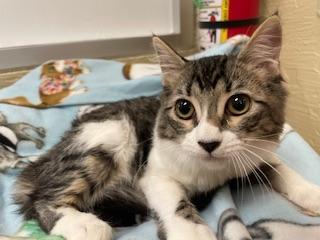 Bella rose, an adoptable Tabby in Parlier, CA, 93648 | Photo Image 4