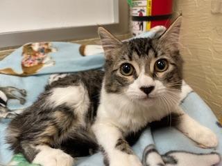 Bella rose, an adoptable Tabby in Parlier, CA, 93648 | Photo Image 5