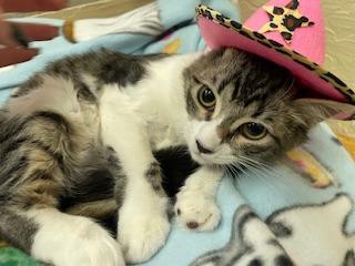 Bella rose, an adoptable Tabby in Parlier, CA, 93648 | Photo Image 6