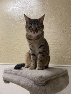 Harvey, an adoptable Tabby in Parlier, CA, 93648 | Photo Image 1