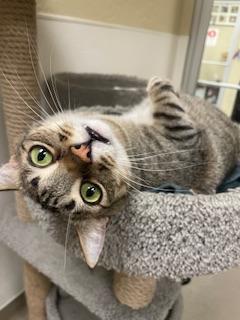 Harvey, an adoptable Tabby in Parlier, CA, 93648 | Photo Image 1