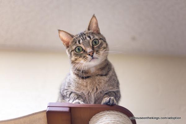 Harvey, an adoptable Tabby in Parlier, CA, 93648 | Photo Image 1
