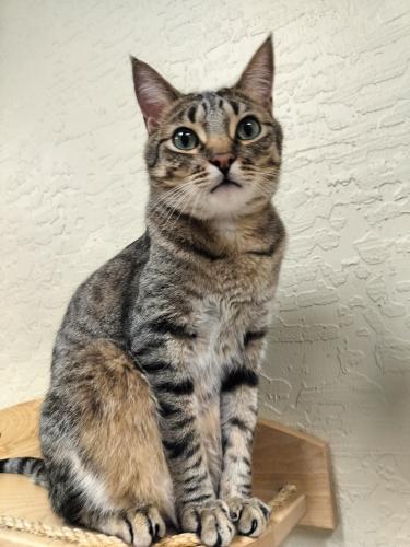 Harvey, an adoptable Tabby in Parlier, CA, 93648 | Photo Image 2