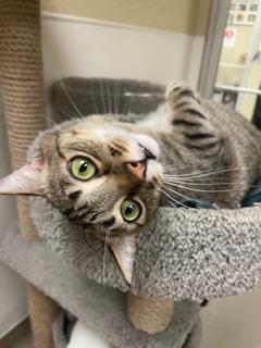 Harvey, an adoptable Tabby in Parlier, CA, 93648 | Photo Image 2