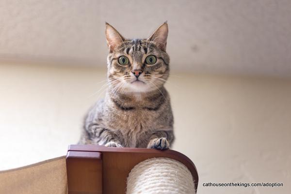 Harvey, an adoptable Tabby in Parlier, CA, 93648 | Photo Image 2