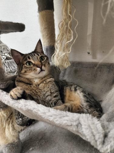 Harvey, an adoptable Tabby in Parlier, CA, 93648 | Photo Image 3