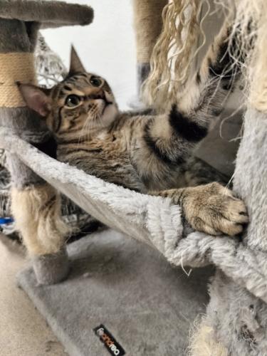 Harvey, an adoptable Tabby in Parlier, CA, 93648 | Photo Image 4