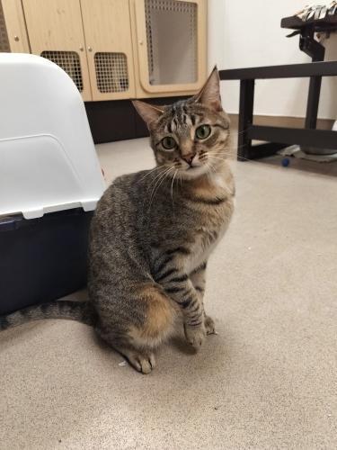 Harvey, an adoptable Tabby in Parlier, CA, 93648 | Photo Image 5