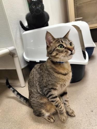 Harvey, an adoptable Tabby in Parlier, CA, 93648 | Photo Image 6