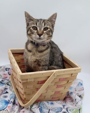 Opal V, Baby Female Domestic Short Hair