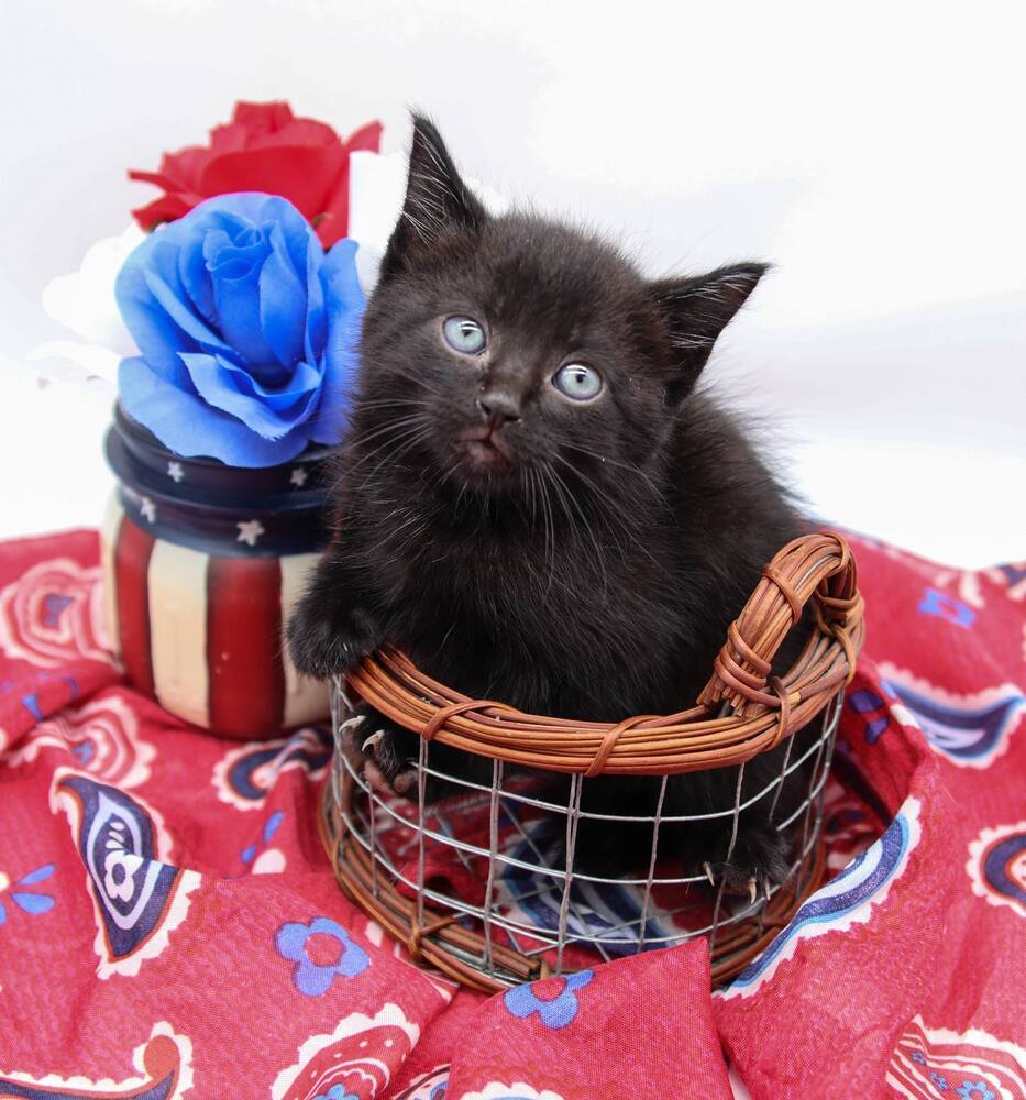 Pam IV, an adoptable Domestic Short Hair in Muskegon, MI, 49444 | Photo Image 2