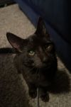 Miss Magoo 4672 photo 2