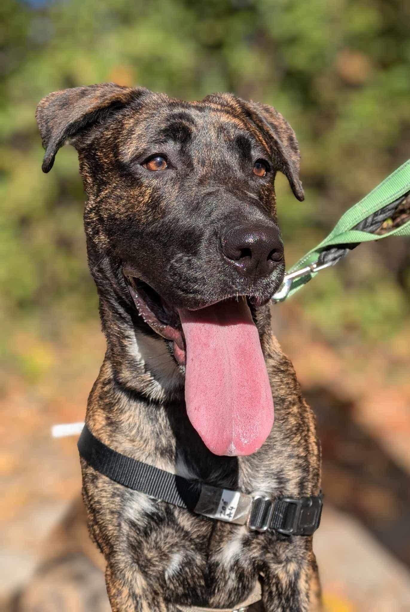 Zoe, an adoptable Mixed Breed in Montreal, QC, H4P 1X4 | Photo Image 1