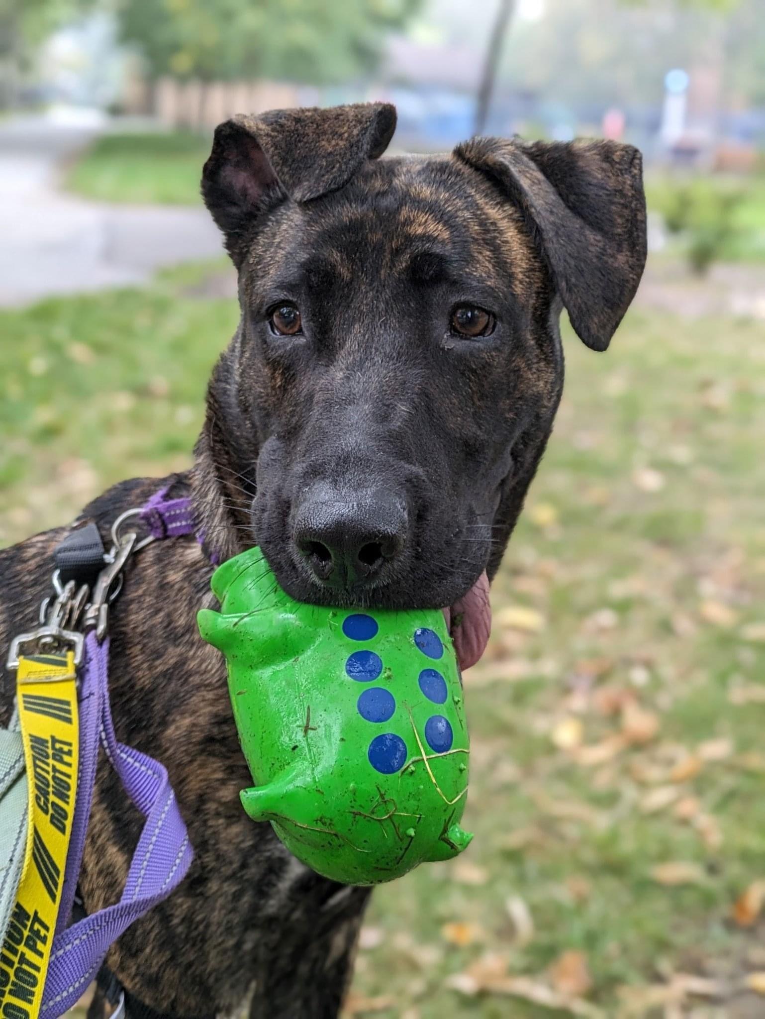 Zoe, an adoptable Mixed Breed in Montreal, QC, H4P 1X4 | Photo Image 2