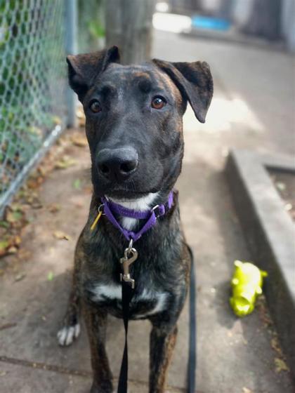 Zoe, an adoptable Mixed Breed in Montreal, QC, H4P 1X4 | Photo Image 1