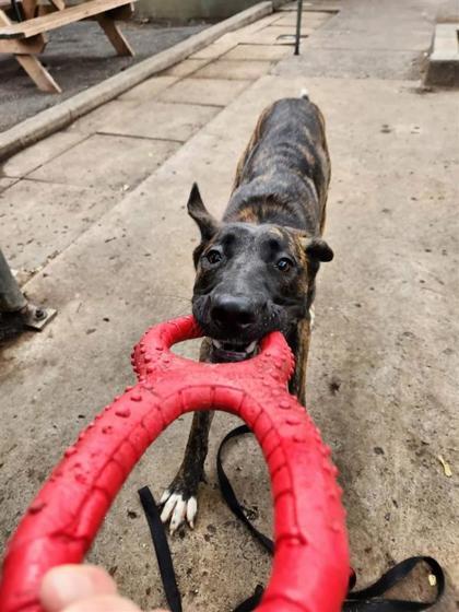 Zoe, an adoptable Mixed Breed in Montreal, QC, H4P 1X4 | Photo Image 2