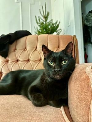 Abe, Senior Male Domestic Short Hair