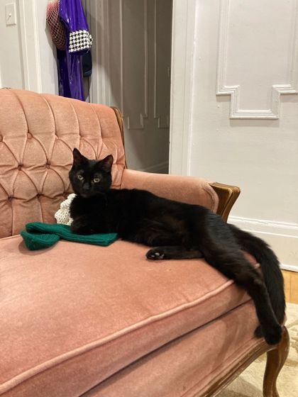 Abe, an adoptable Domestic Short Hair in Montreal, QC, H4P 1X4 | Photo Image 2