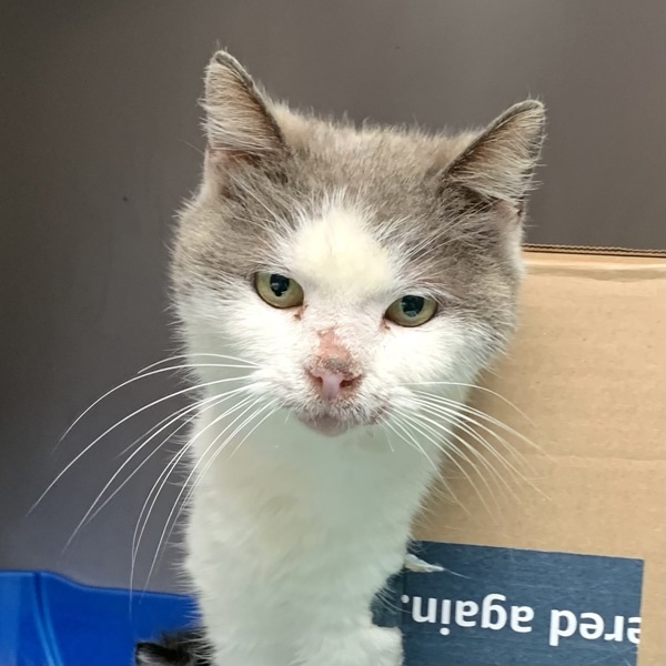 Marmalade