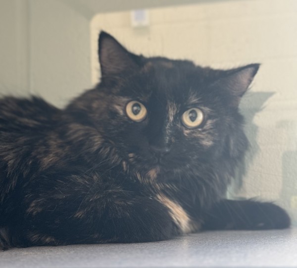 Cat for adoption Pandora Portsmouth Petco, a Domestic Medium Hair