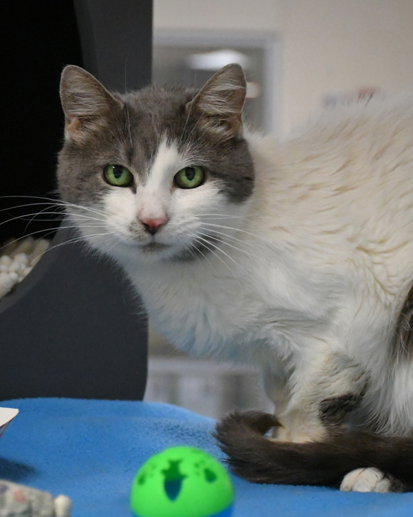 Cat for adoption Winnie Portsmouth Petco, a Domestic Short Hair Mix