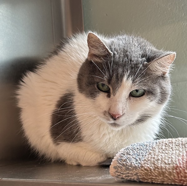 Cat for adoption Winnie Portsmouth Petco, a Domestic Short Hair Mix